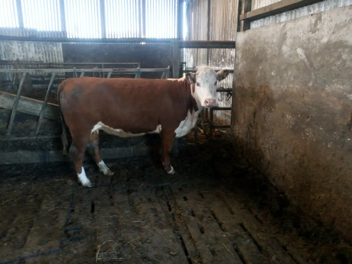 Organic in calf springer - Image 3