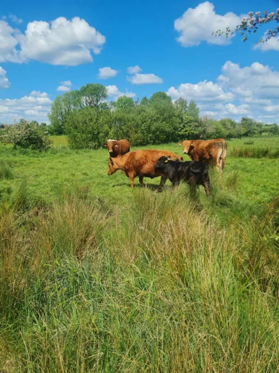 Dexter Cow and Calf - Image 1