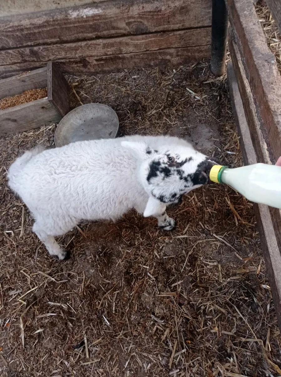 Lamb - Image 1