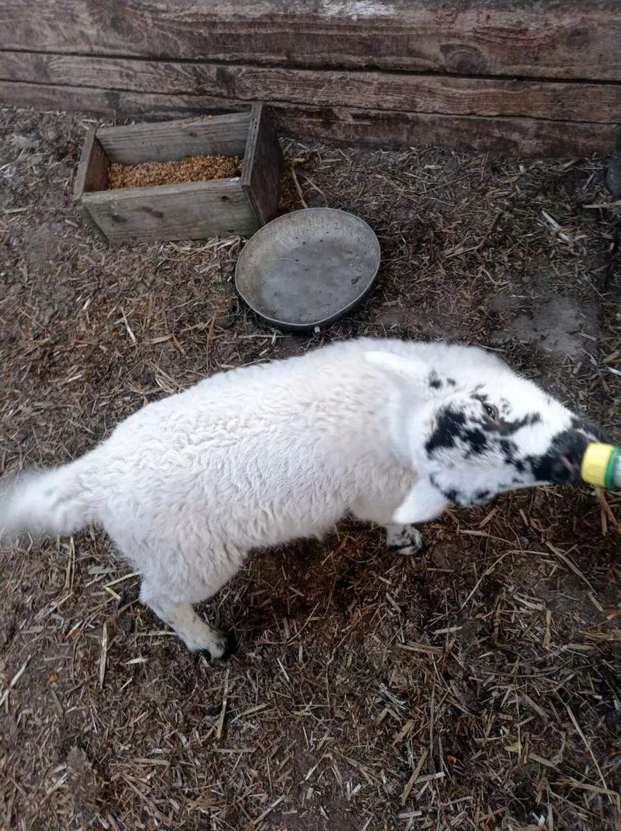 Lamb - Image 2