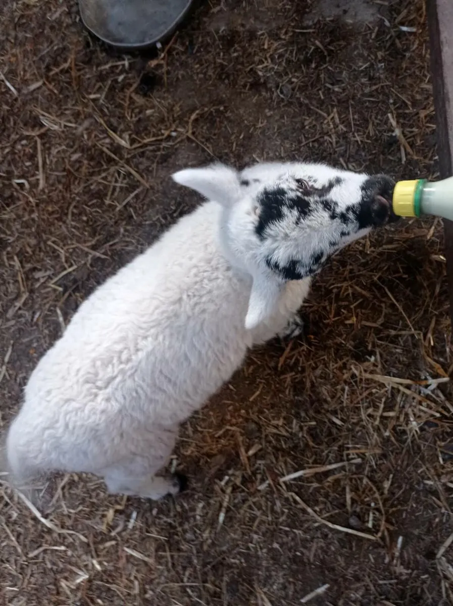 Lamb - Image 3