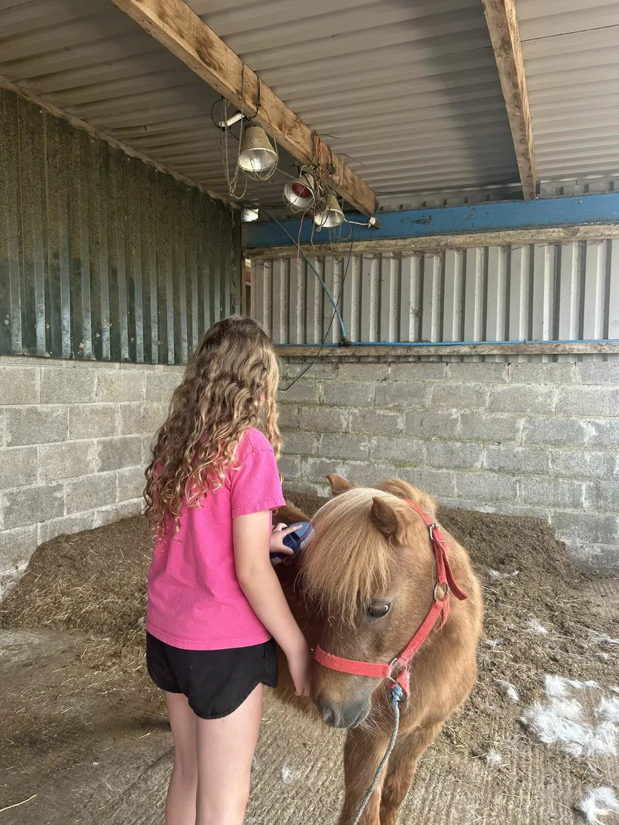 Shetland pony - Image 2