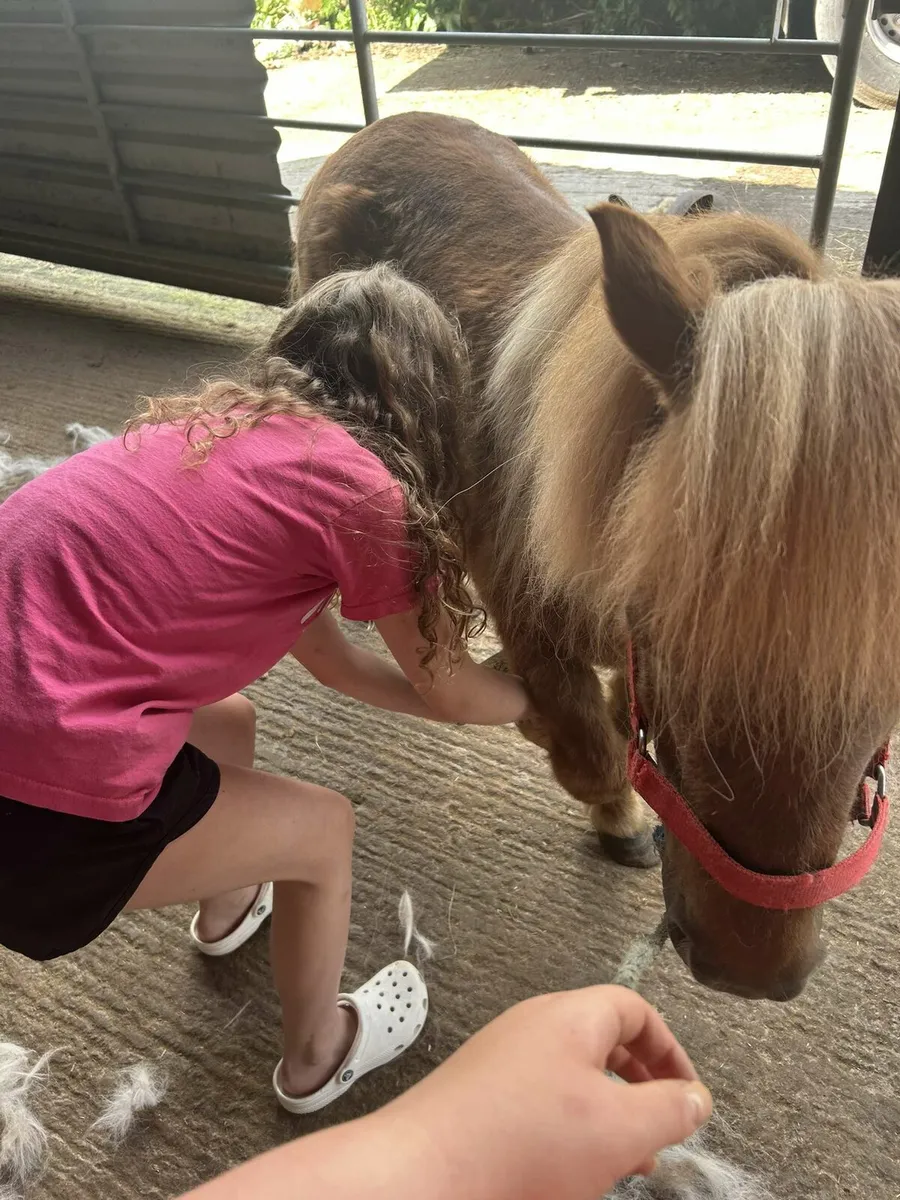 Shetland pony - Image 3
