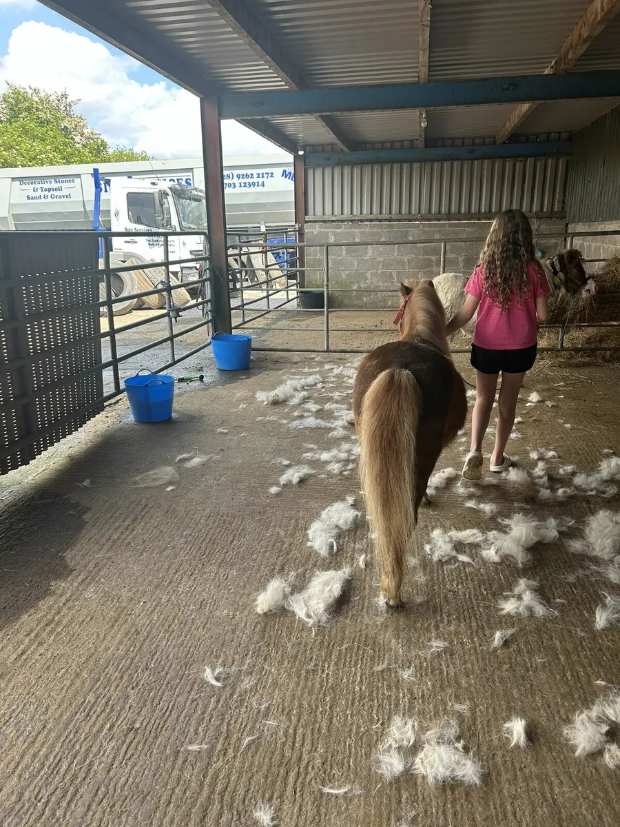Shetland pony - Image 4