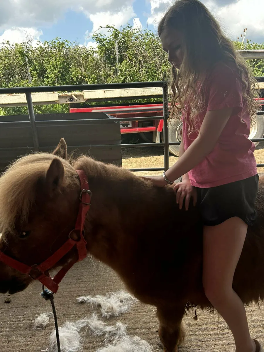 Shetland pony - Image 1