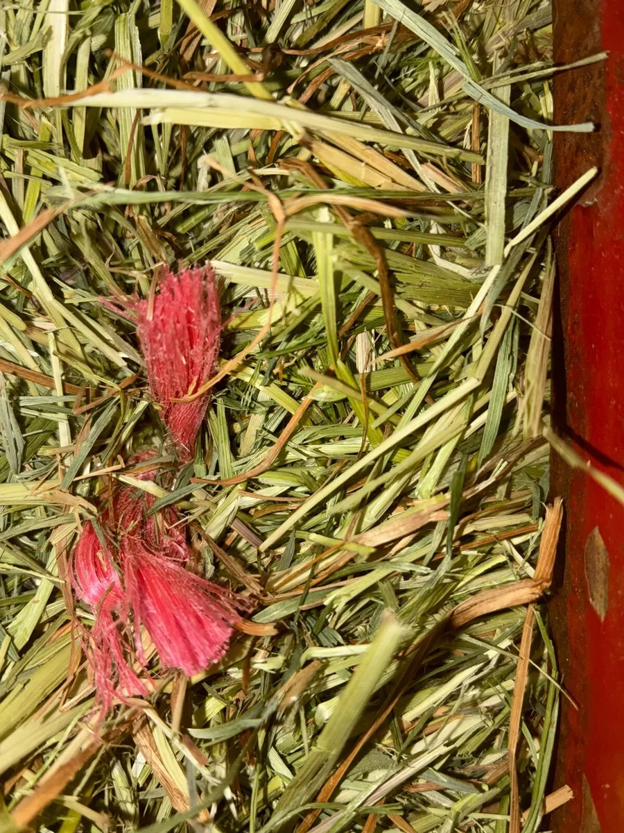 International B47 square baler - Image 2
