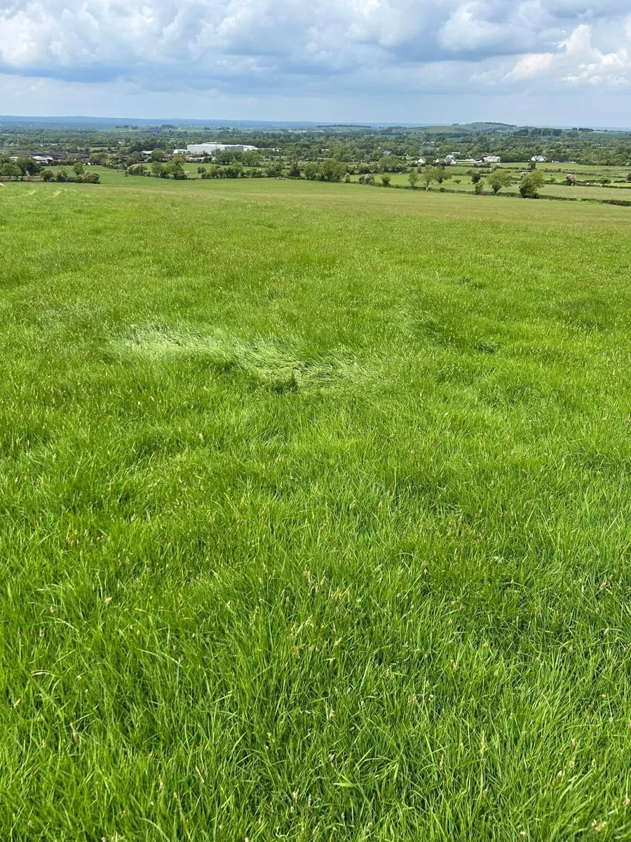 Grass for Silage First Cut - Image 2