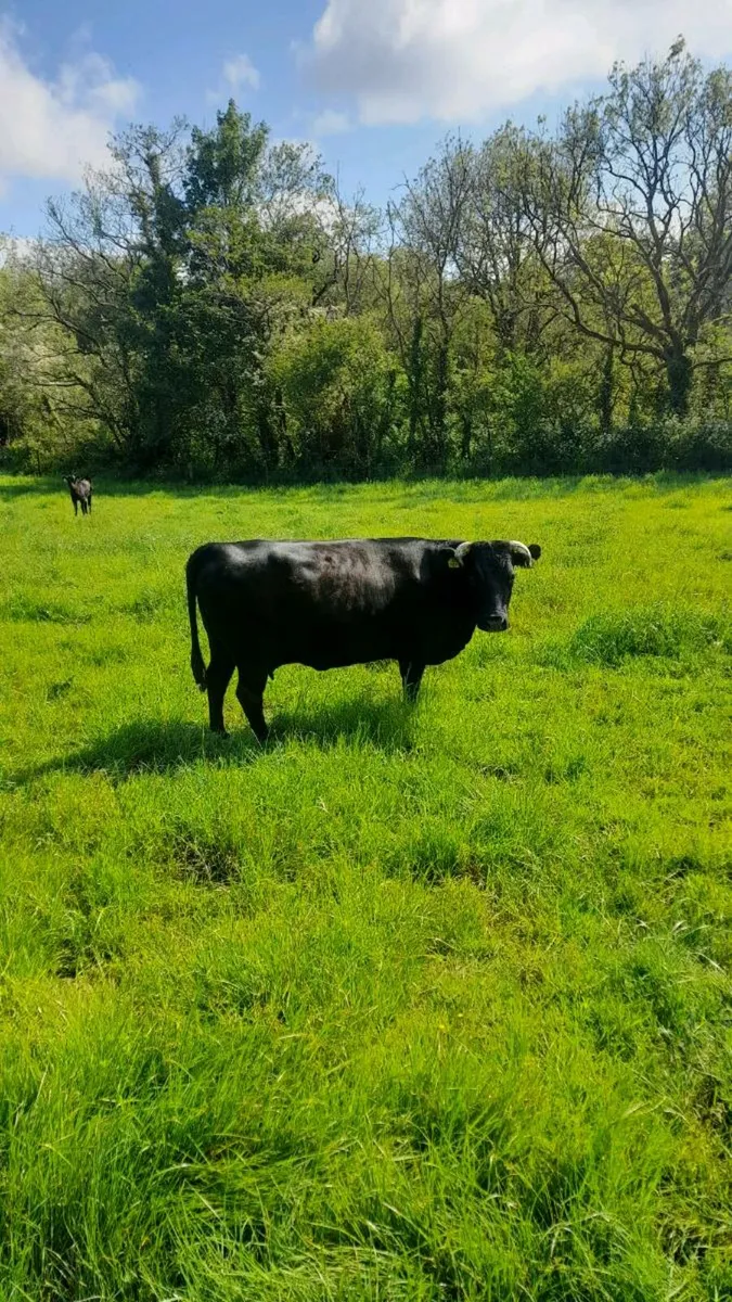 Dexter cows - Image 1