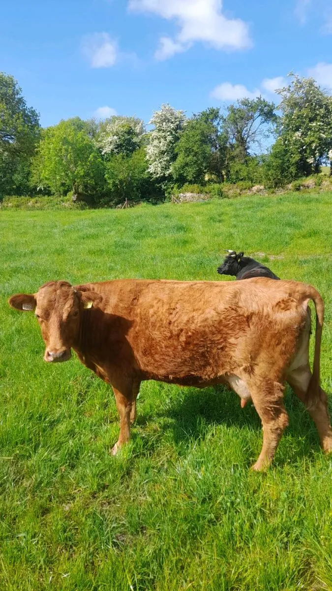 Dexter cows - Image 2