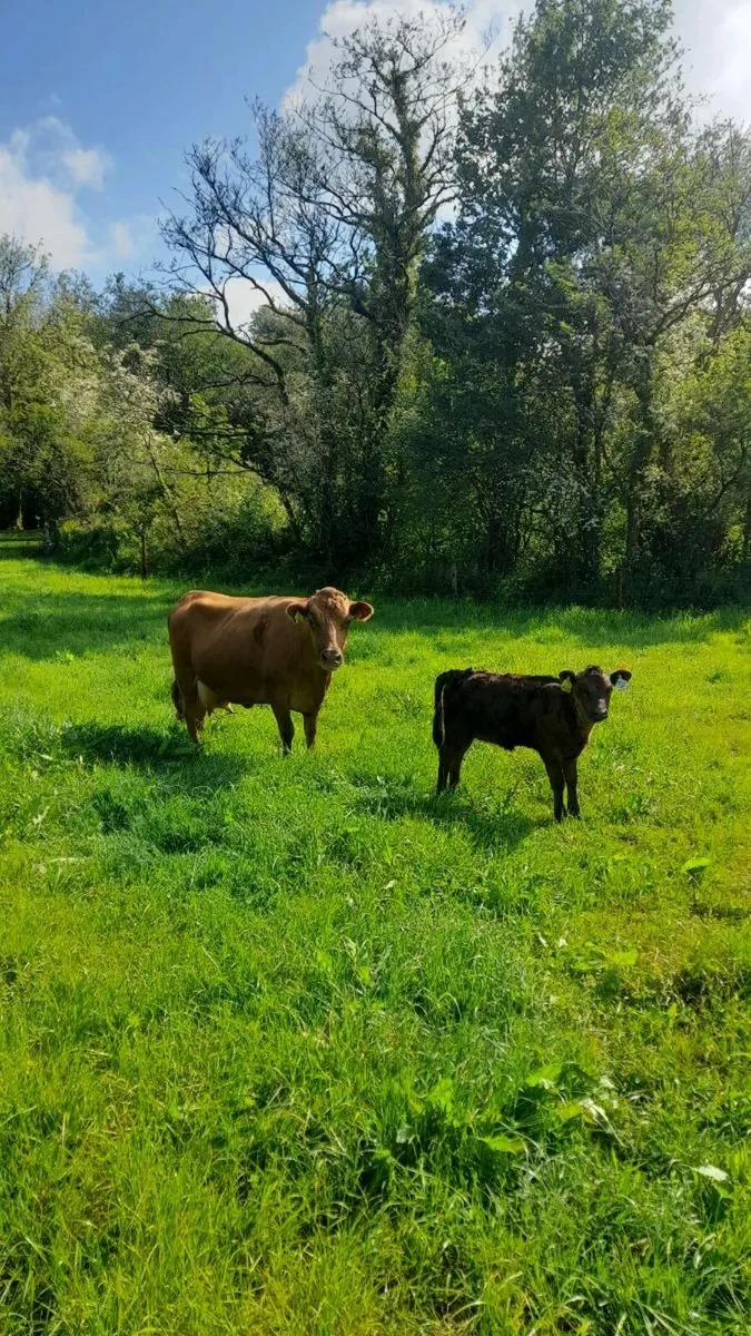 Dexter cows - Image 3