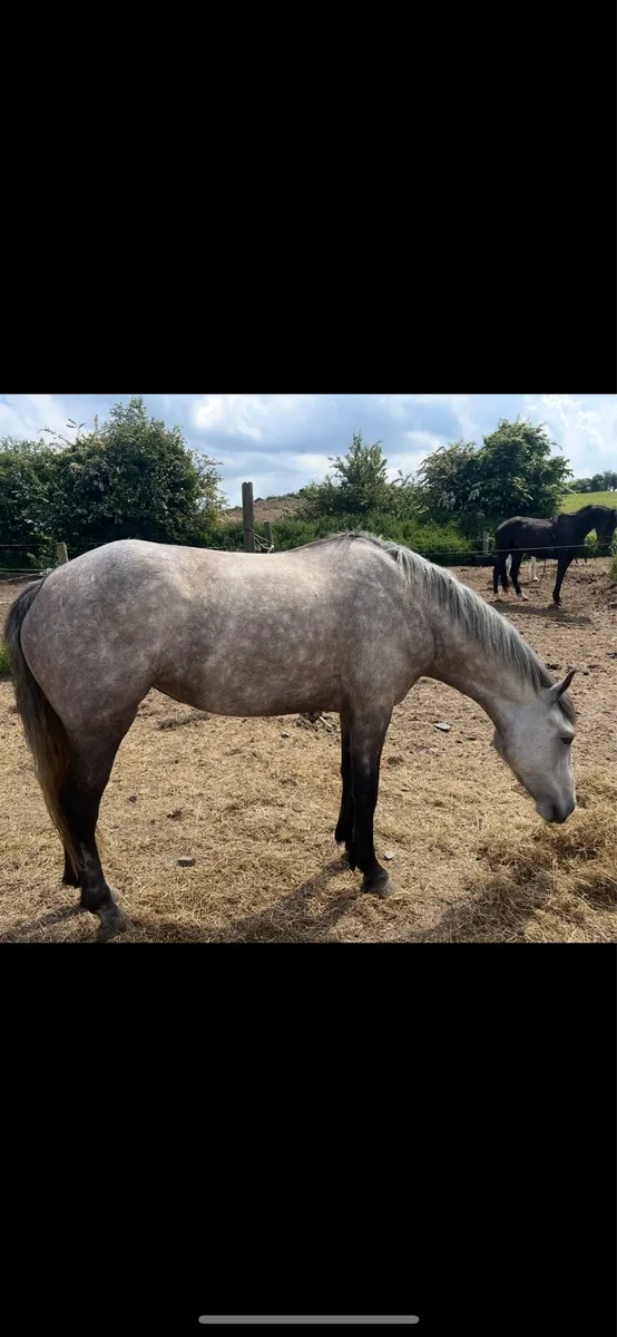 3 year old  filly 147 cm - Image 1