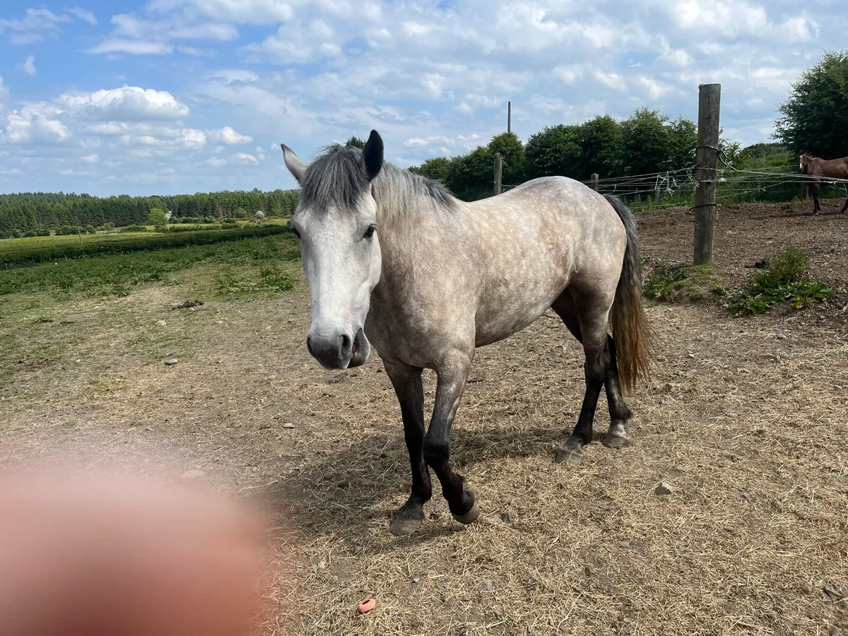 3 year old  filly 147 cm - Image 2
