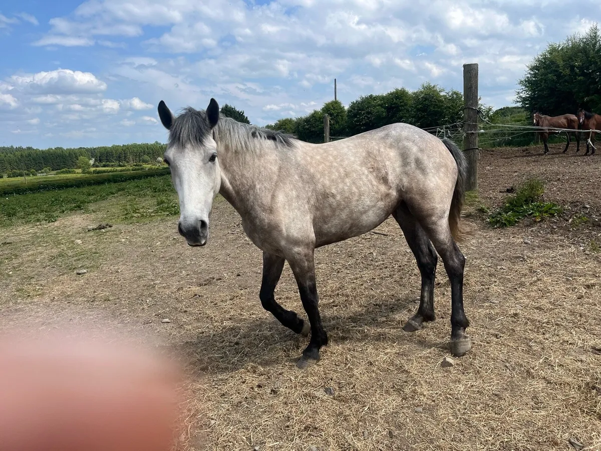 3 year old  filly 147 cm - Image 3