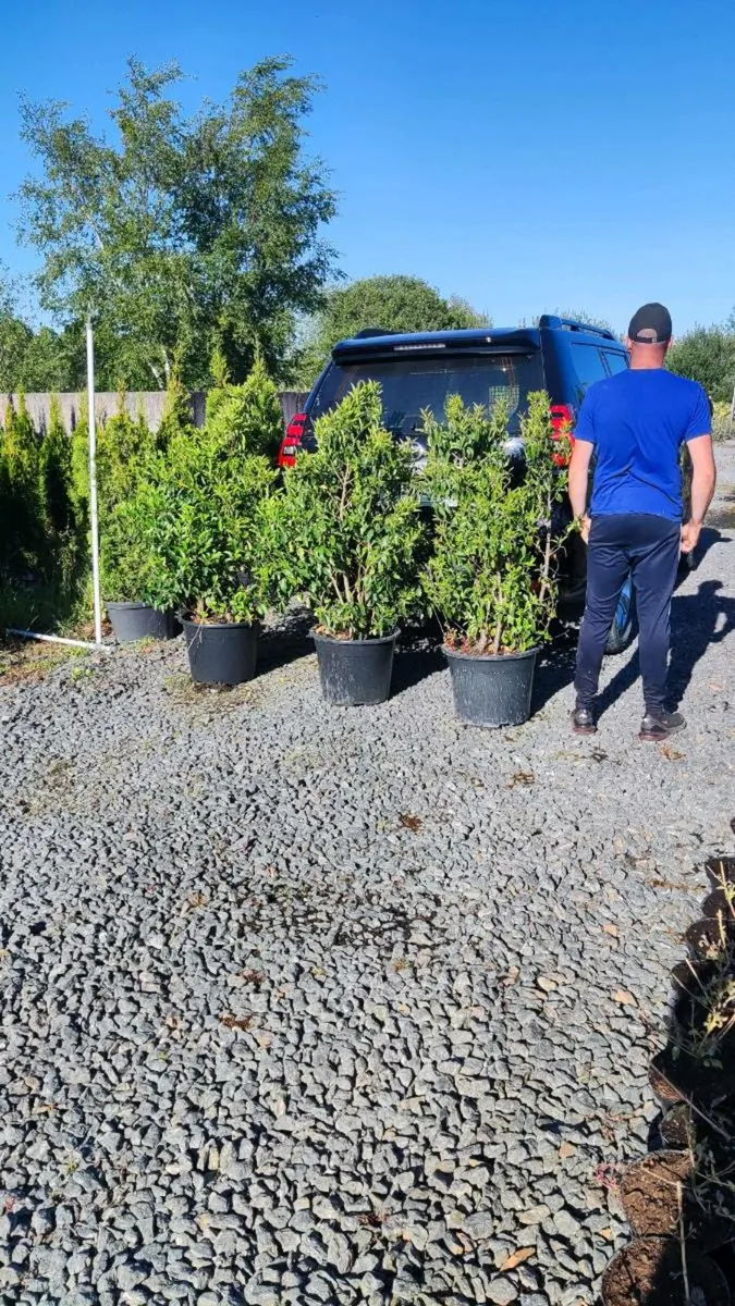 Mature 4 ft Portuguese Laurel 35L just 30 euro - Image 1