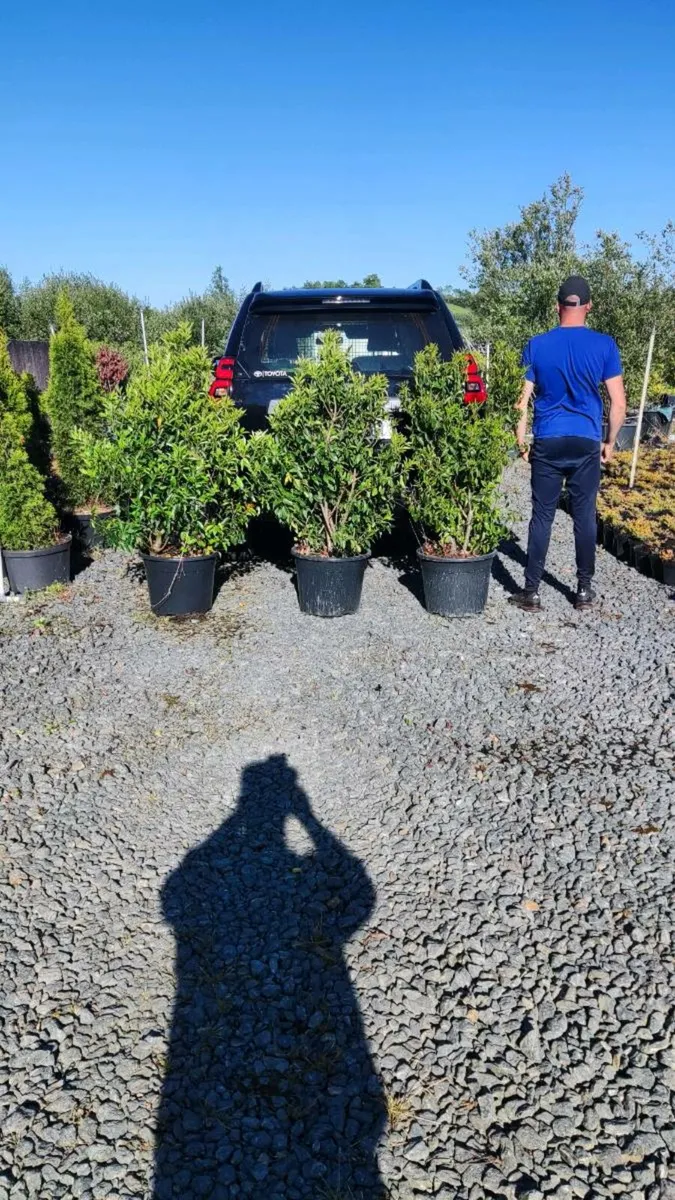 Mature 4 ft Portuguese Laurel 35L just 30 euro - Image 2