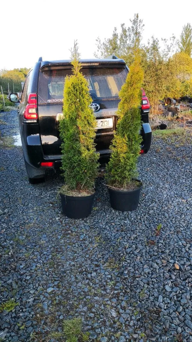 Mature 4 ft Portuguese Laurel 35L just 30 euro - Image 3