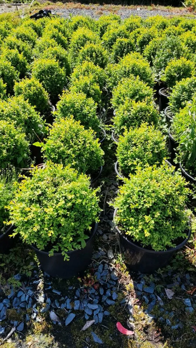 Mature 4 ft Portuguese Laurel 35L just 30 euro - Image 4