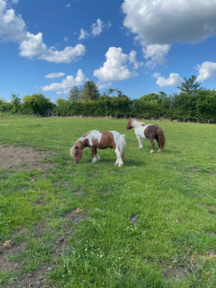 Pony’s - Image 1