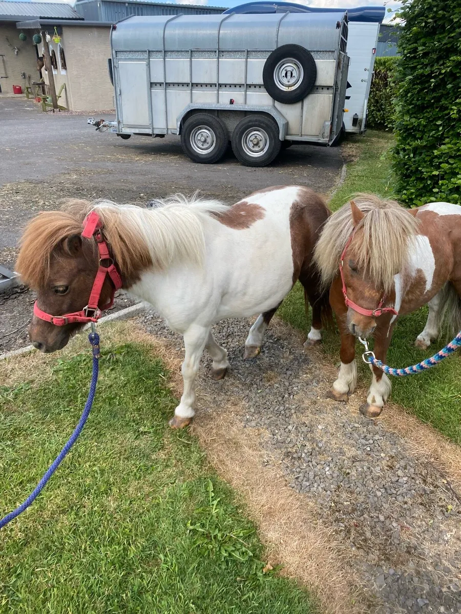 Pony’s - Image 2