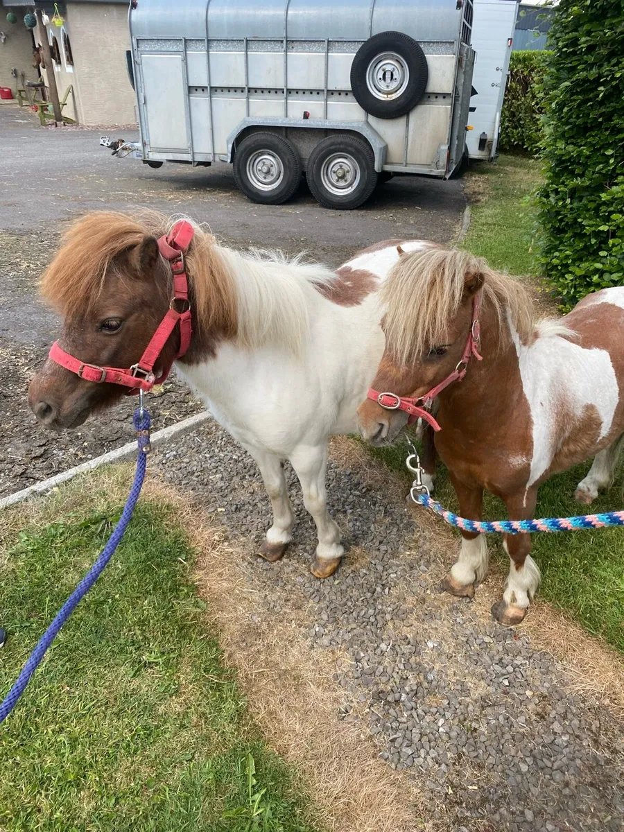 Pony’s - Image 4