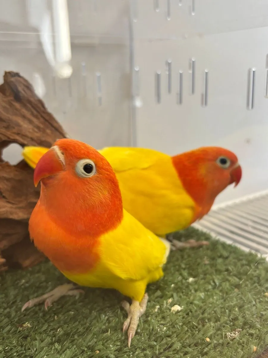 Opaline Fischer Lovebird! Breeding Pairs Available - Image 4