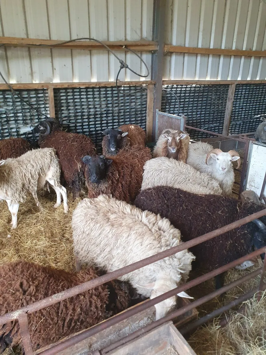 ORGANIC SHEEP - Image 1