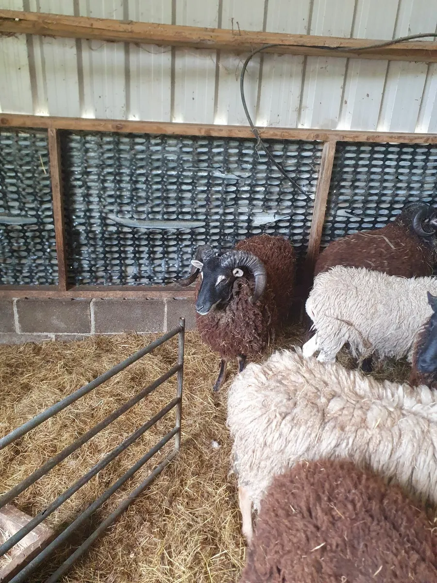 ORGANIC SHEEP - Image 2
