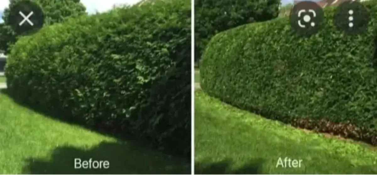 All gardenwork maintenance free quotations - Image 3