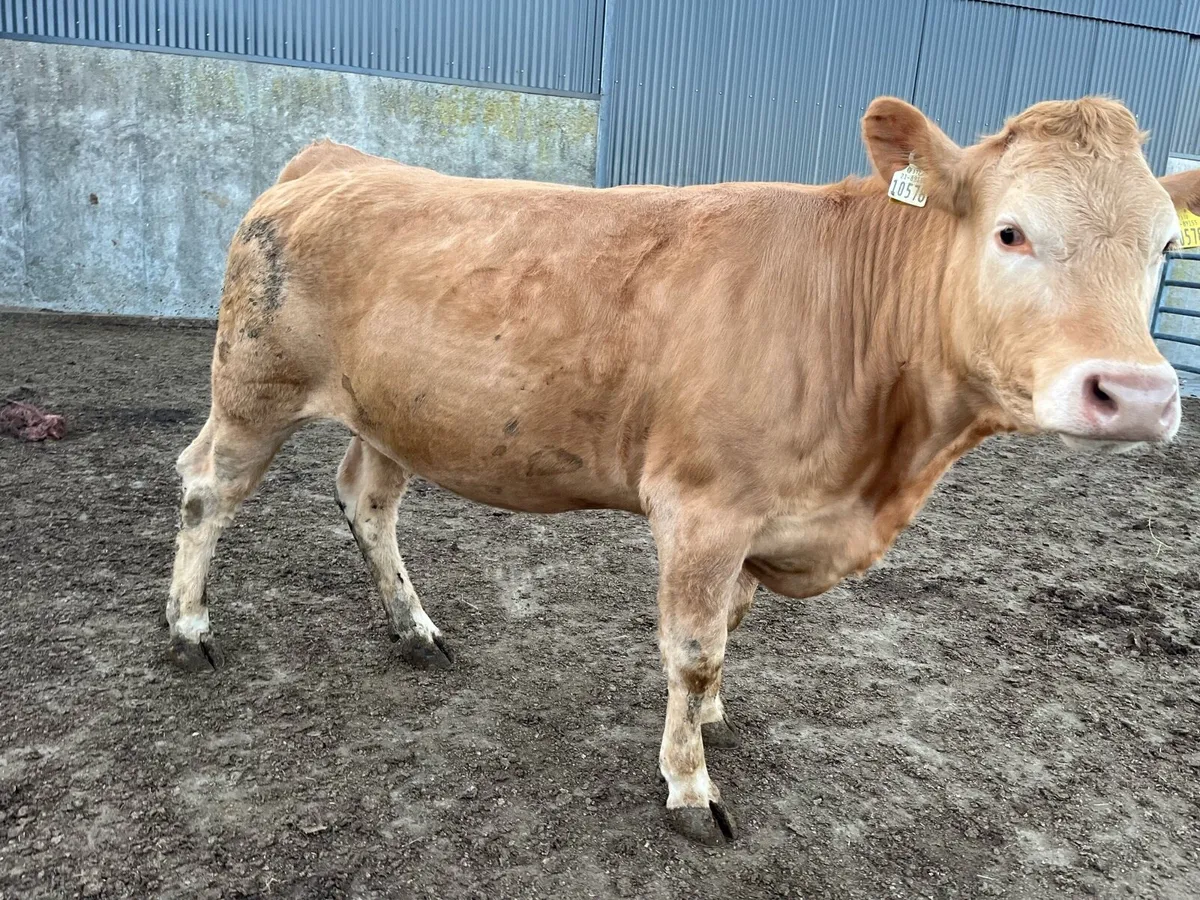 In calf heifer &  vasectomised bull - Image 1