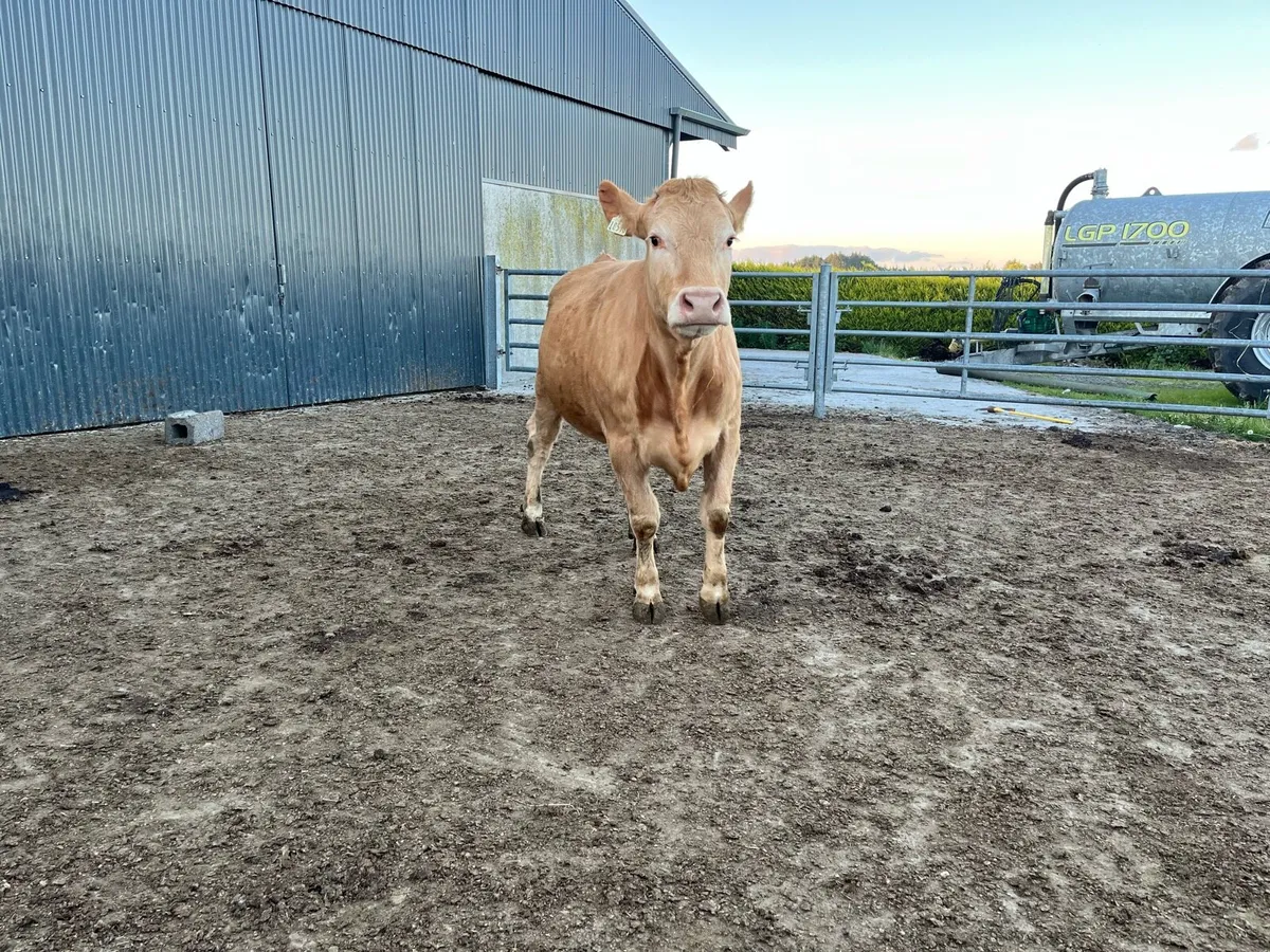 In calf heifer &  vasectomised bull - Image 2