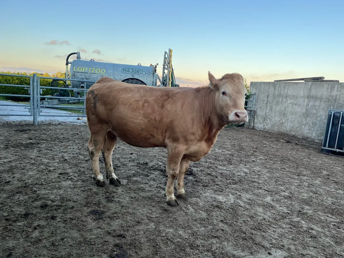 In calf heifer &  vasectomised bull - Image 4