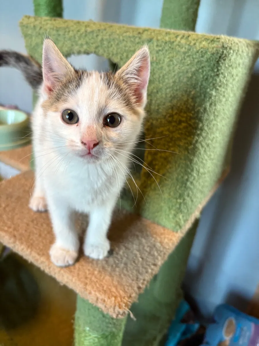 Kittens - Image 1