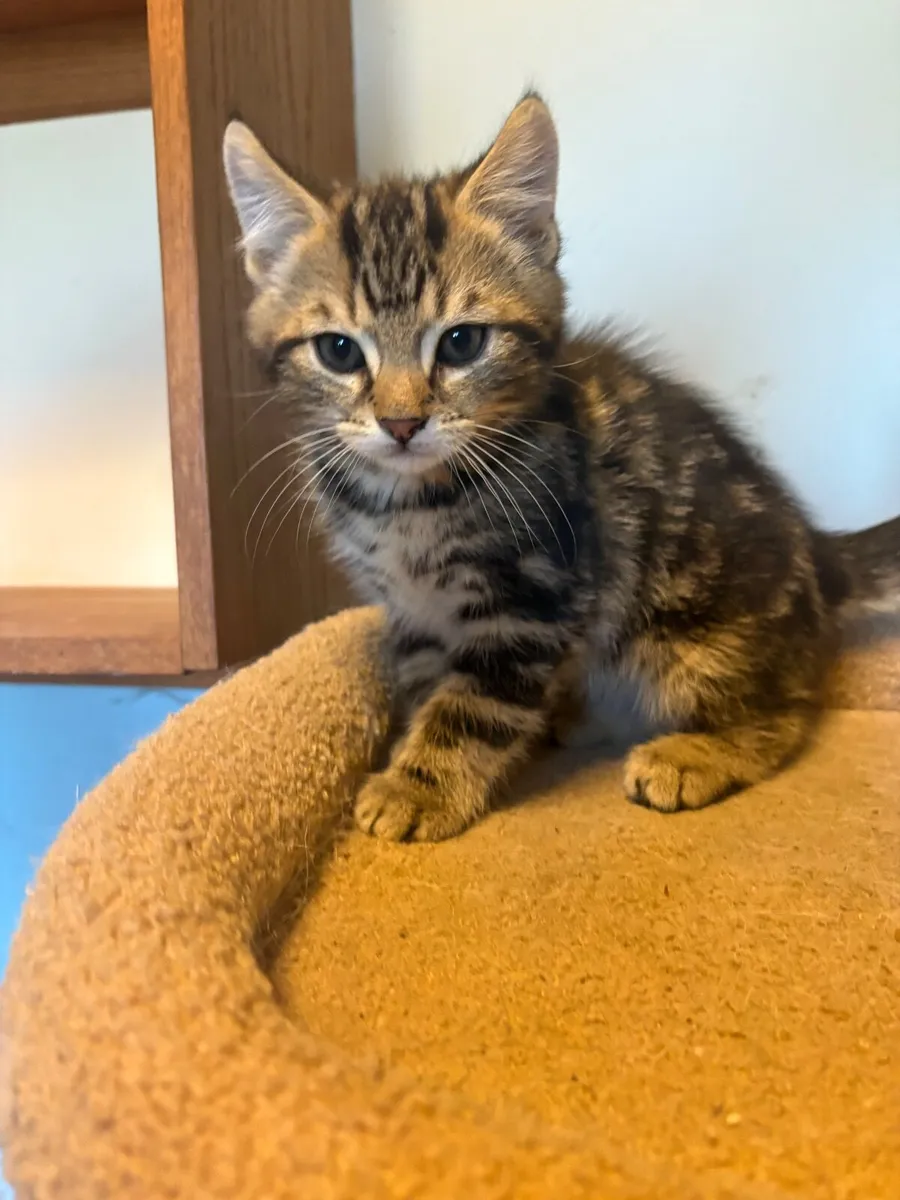 Kittens - Image 2
