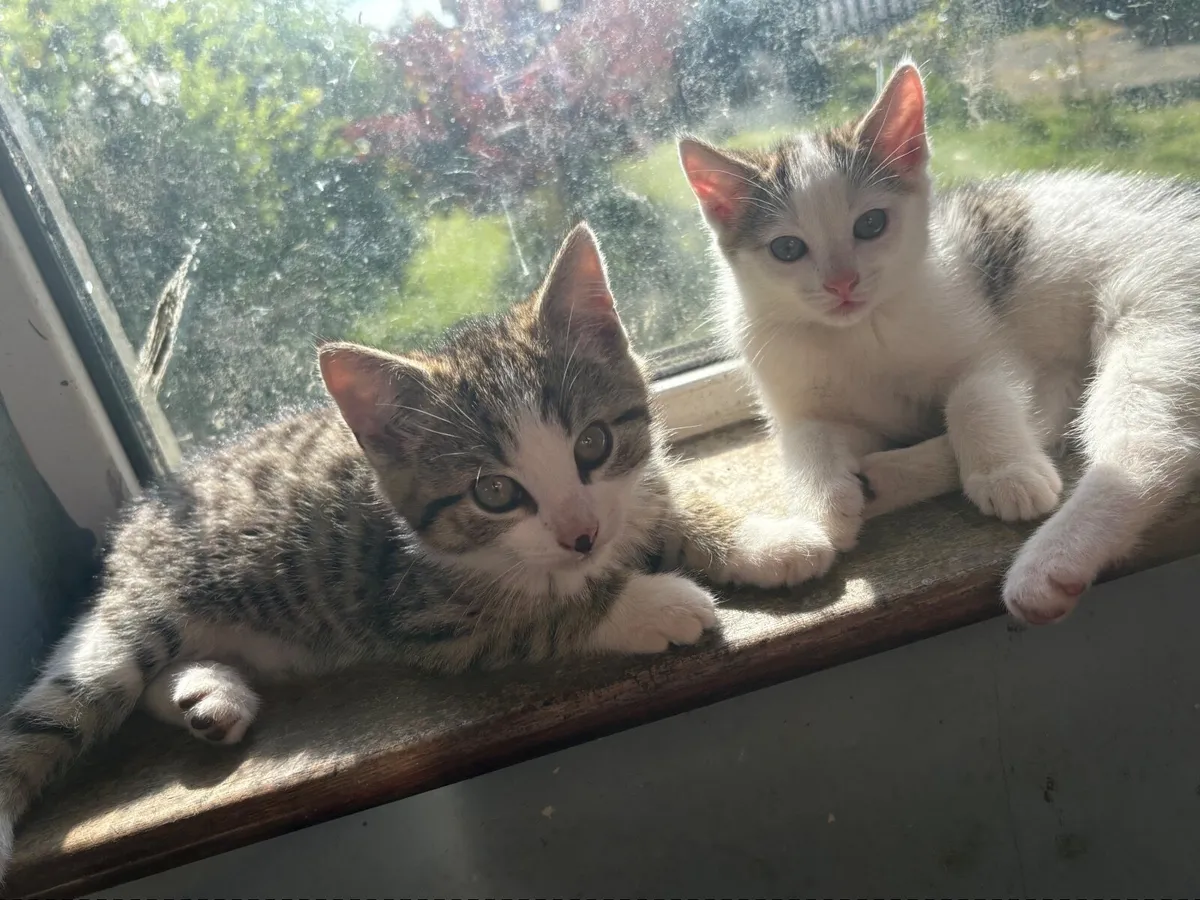 Kittens - Image 3