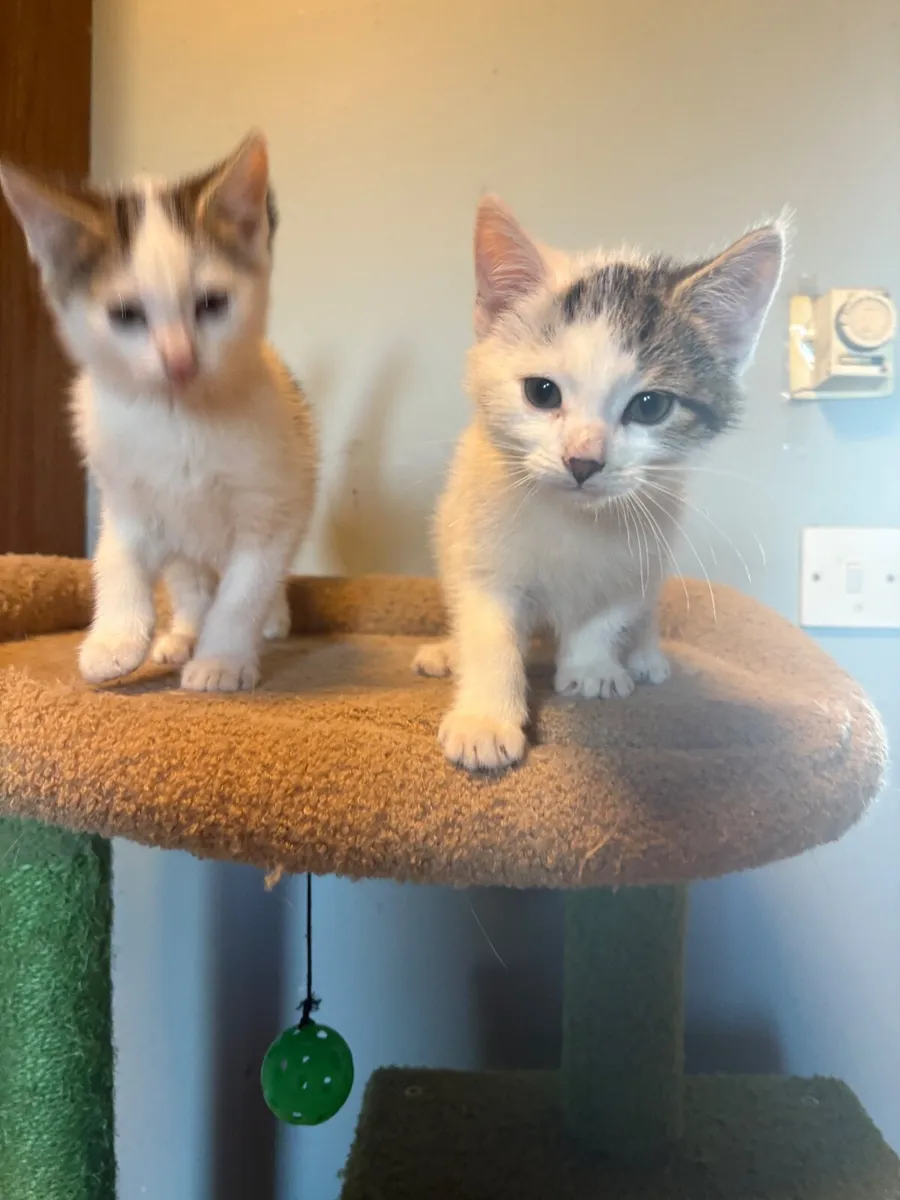 Kittens - Image 4