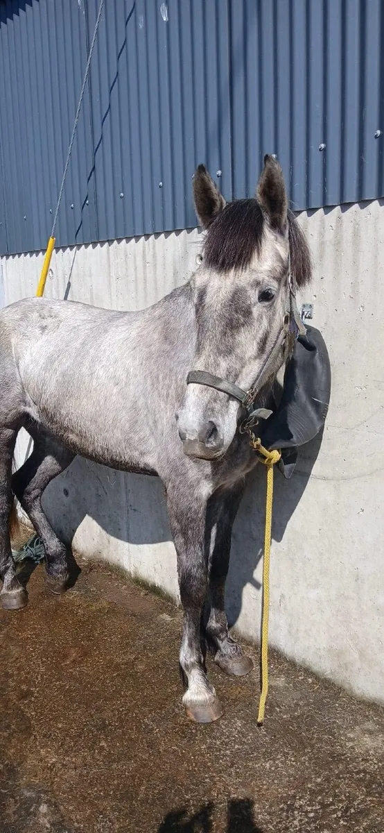 Fab Gortfree Lakeside Lad 3yo 16h - Image 3