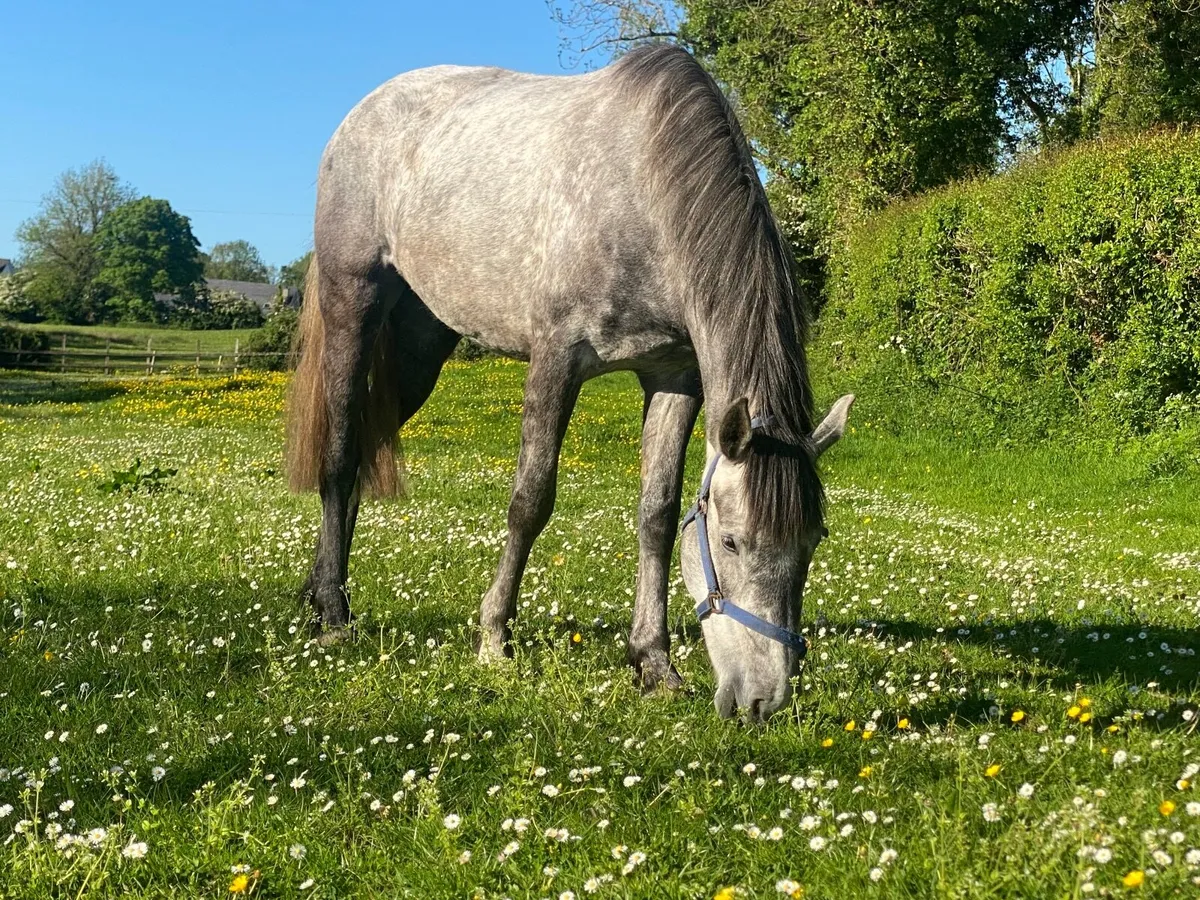 Fab Gortfree Lakeside Lad 3yo 16h - Image 1