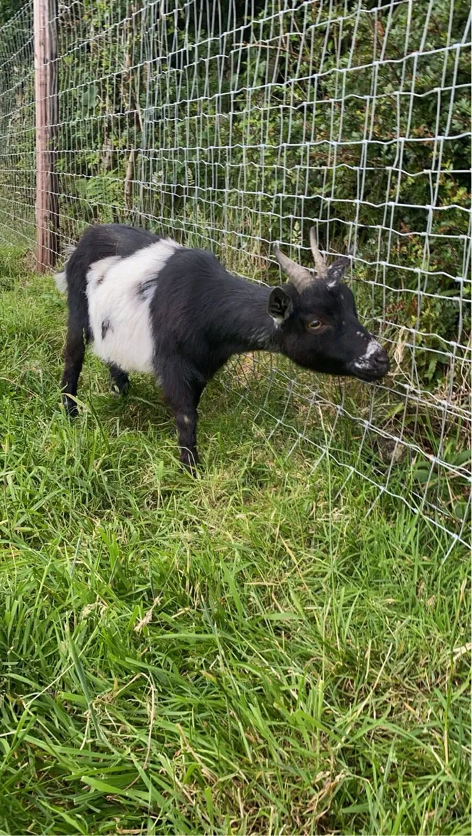 Pygmy goats - Image 1