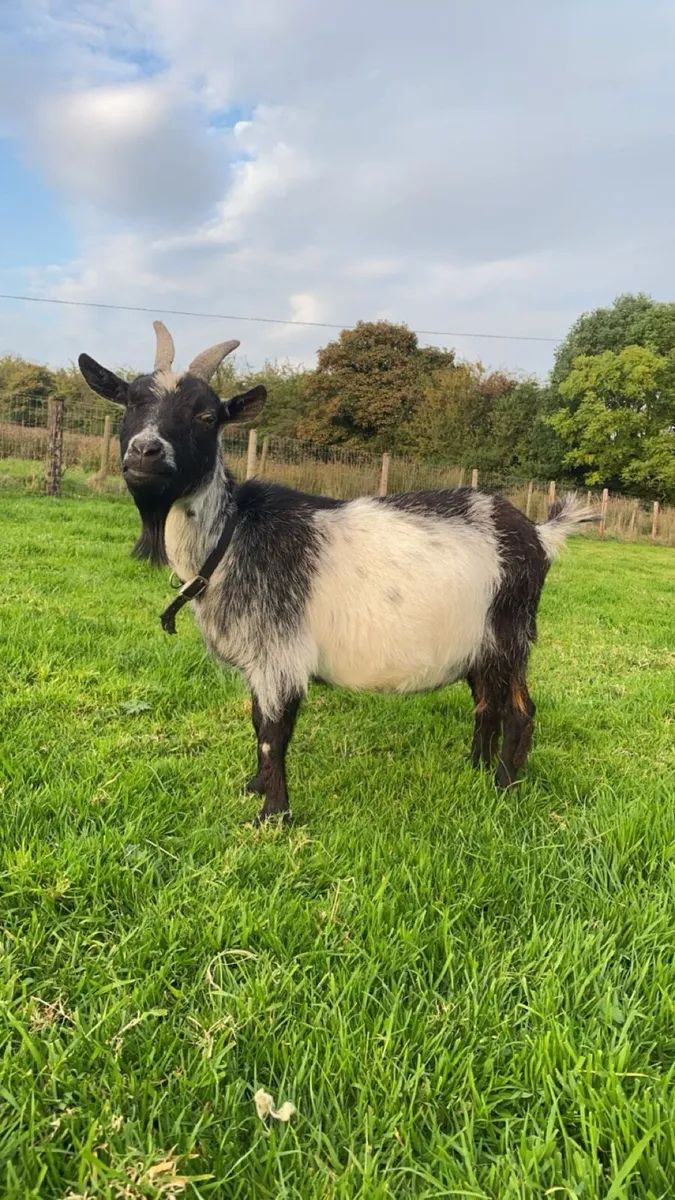 Pygmy goats - Image 2