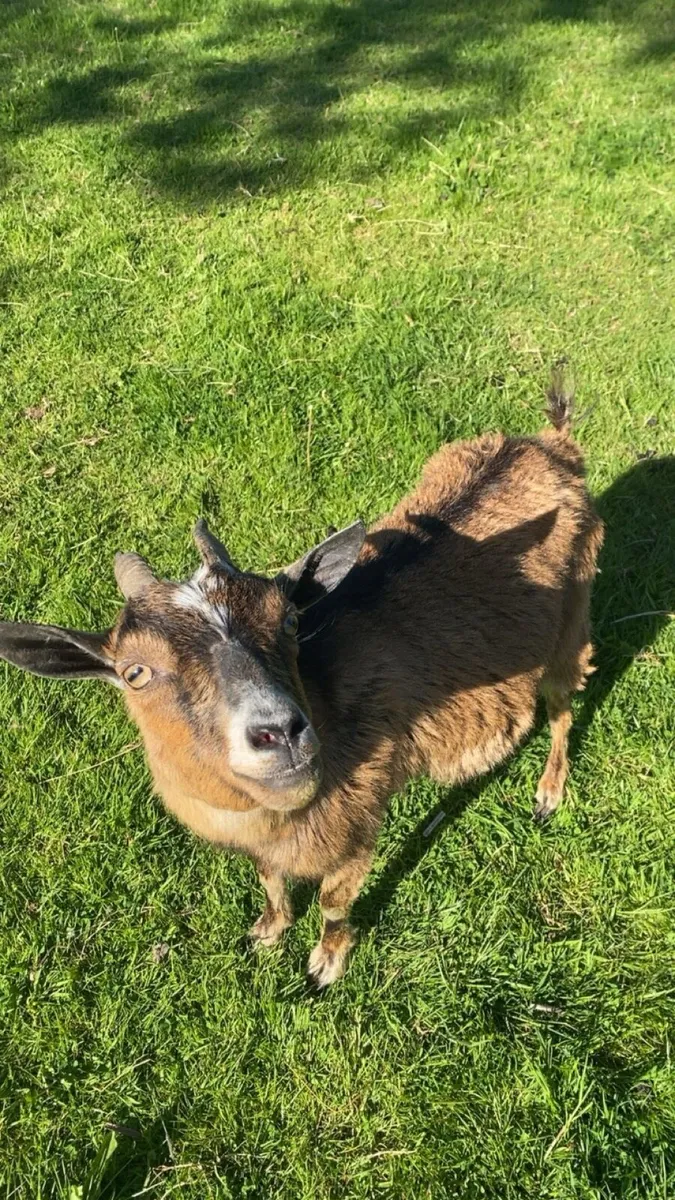 Pygmy goats - Image 3