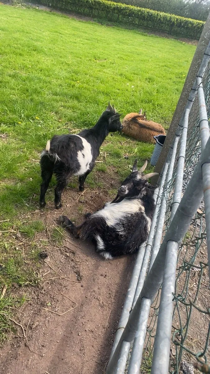 Pygmy goats - Image 4