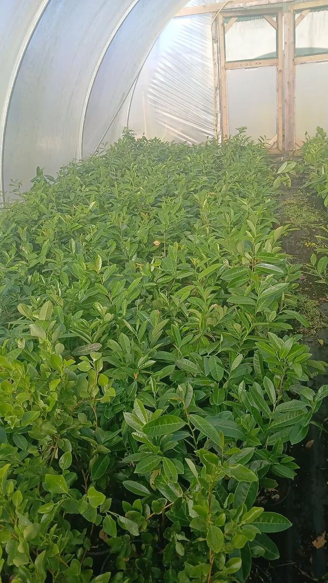 potted laurel hedging €2.50 - Image 1