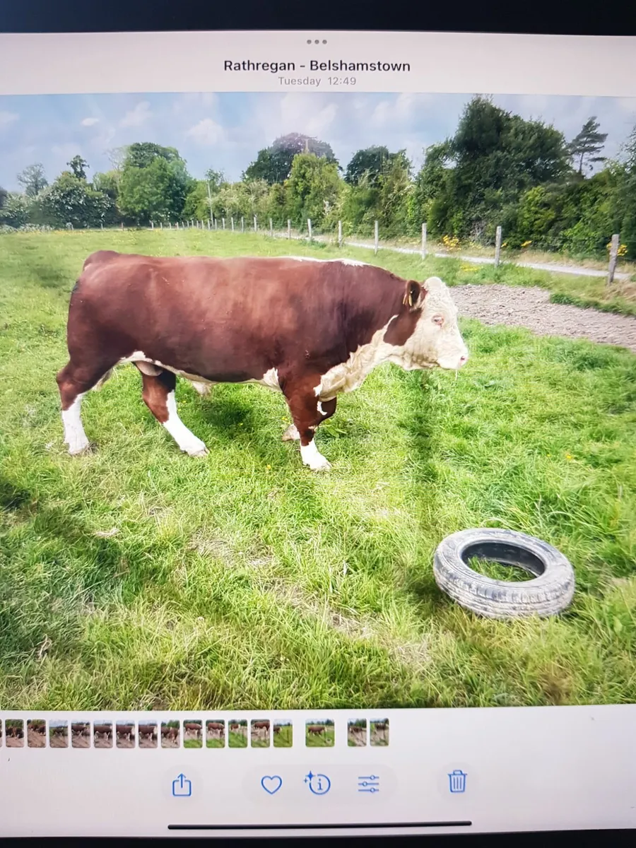 Hereford Bull - Image 2