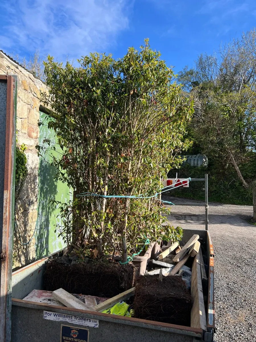 Portuguese laurel - Image 1