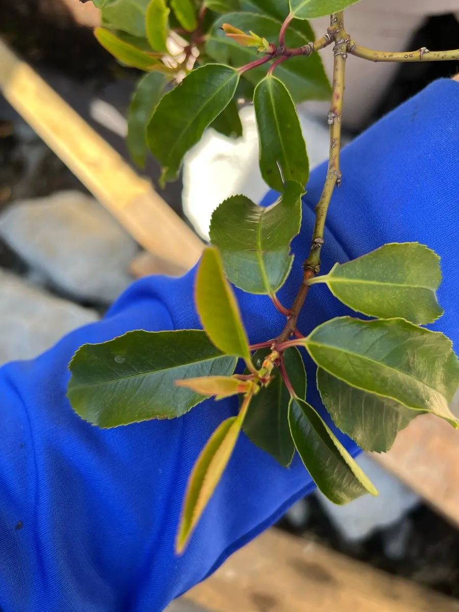 Portuguese laurel - Image 2