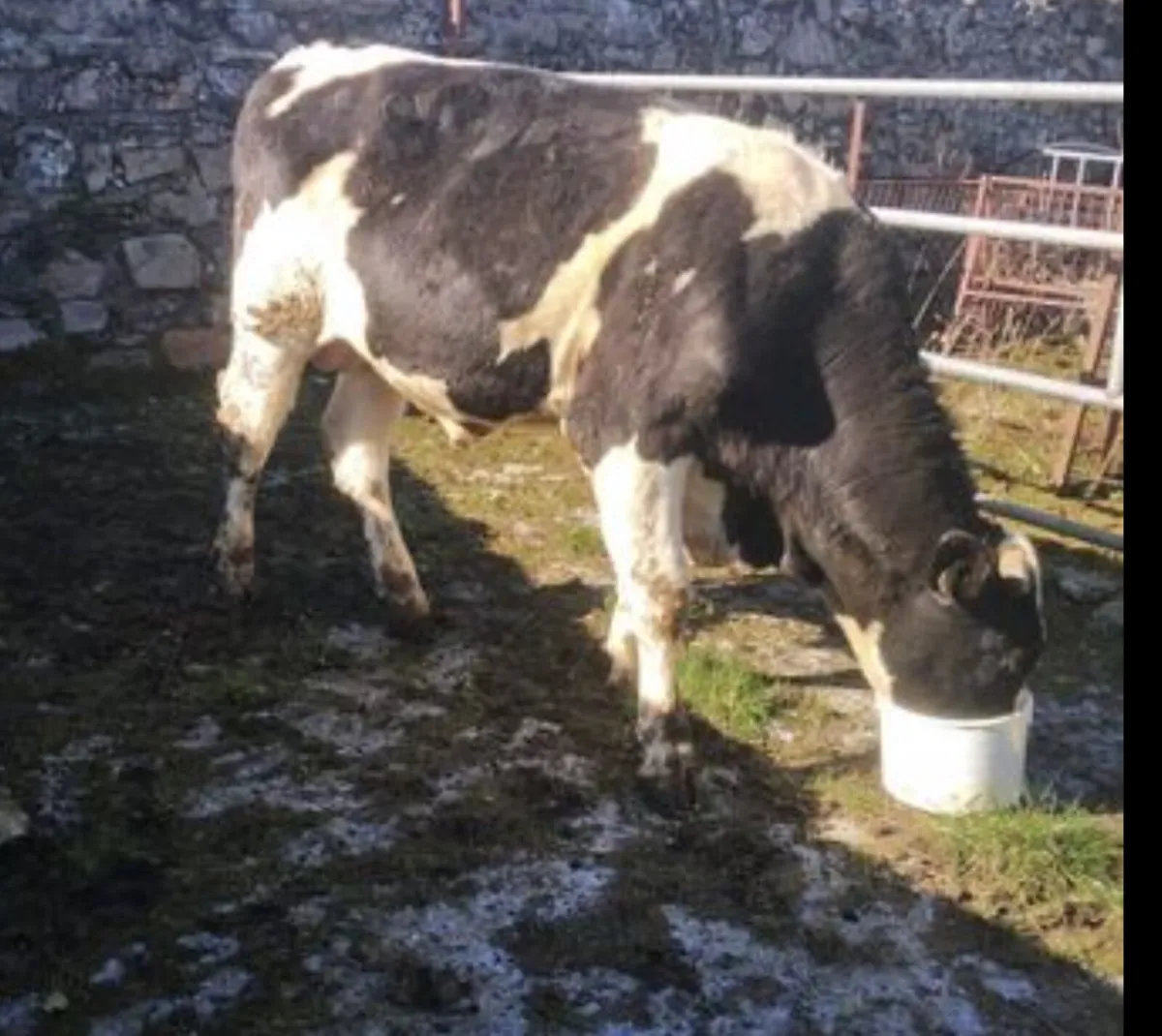 Vasectomised bull