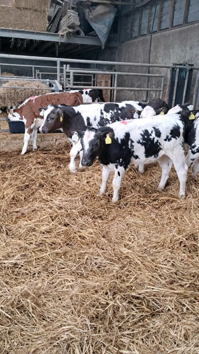 50Reared Calves & 30 Organic stock Skibbereen mart - Image 1