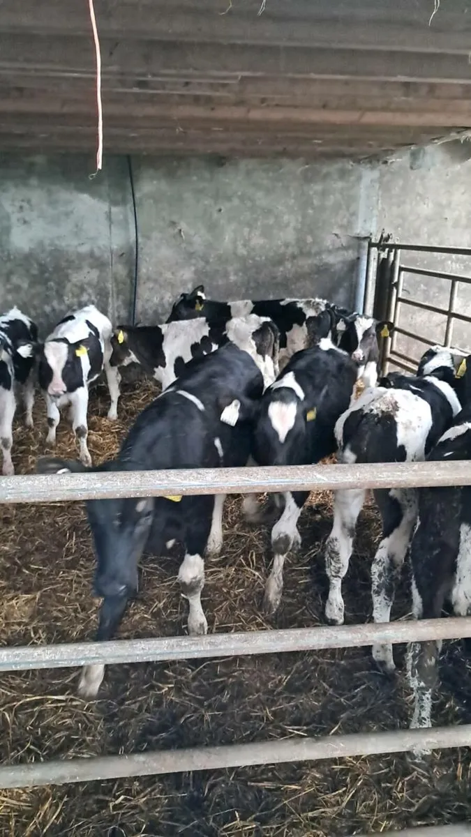 50Reared Calves & 30 Organic stock Skibbereen mart - Image 3