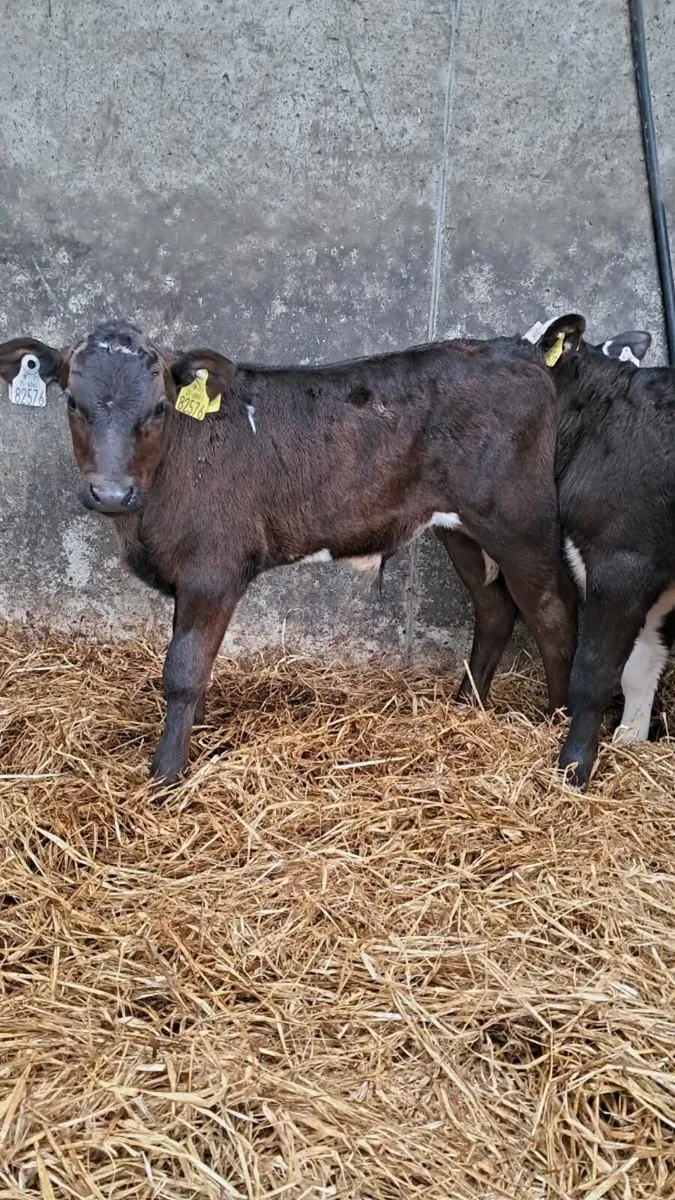 50Reared Calves & 30 Organic stock Skibbereen mart - Image 4