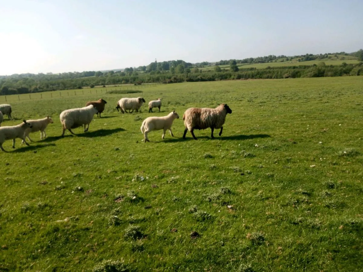 Full organic ewe lambs - Image 1